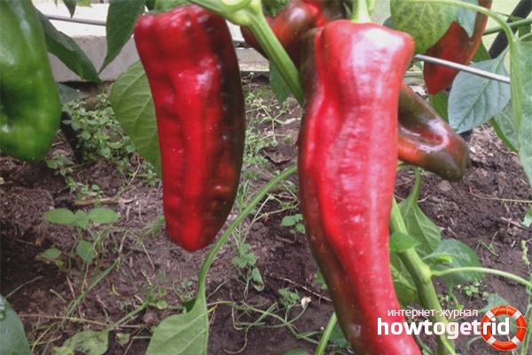 Landing and caring for the cockatoo percept