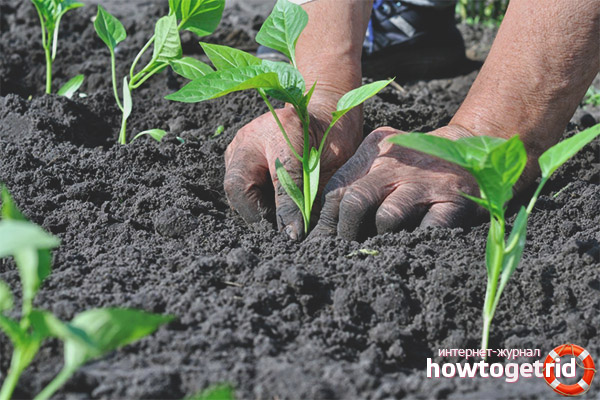 Planting pepper Kolobok in the ground