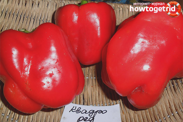 Quadro Red Pepper Care