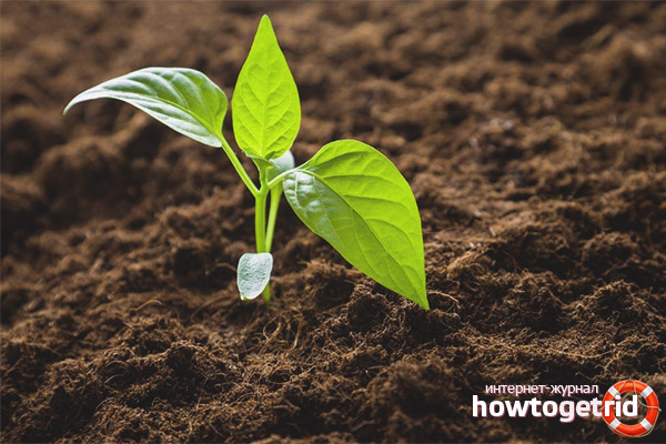 Planting seedlings of pepper Les in the ground