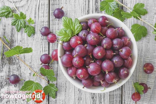 What is useful gooseberries