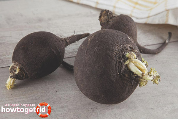 What is useful black radish