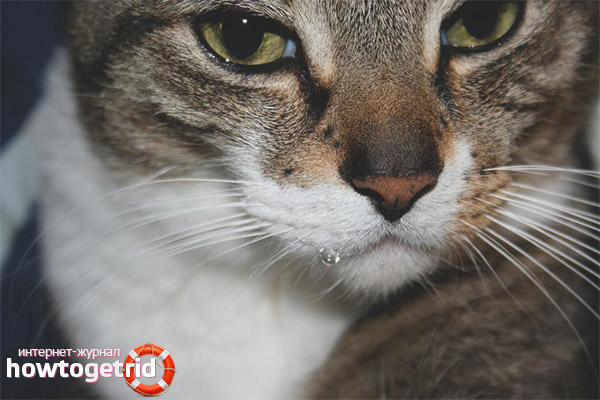 What to do if a cat is drooling