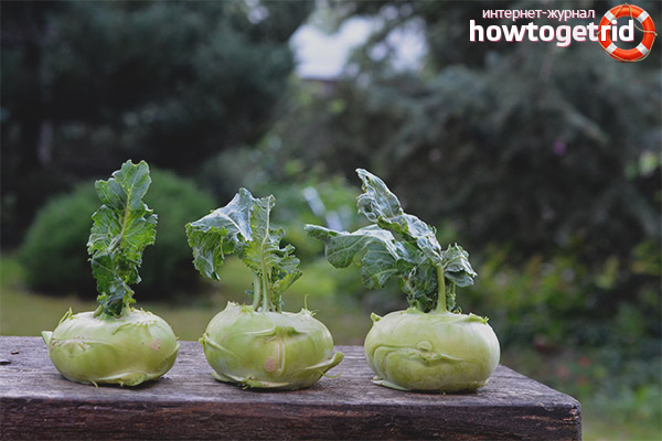 How to store kohlrabi cabbage