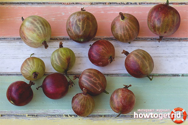 Gooseberry in folk medicine