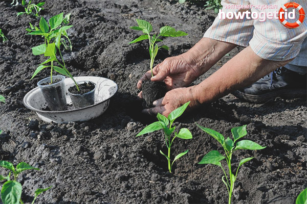 Planting pepper seedlings Flying into the ground