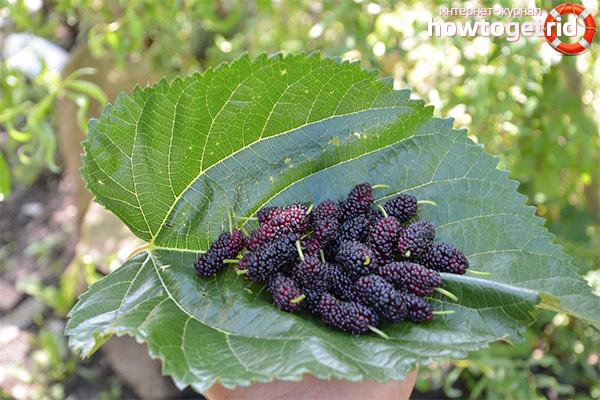 The use of mulberry in folk medicine