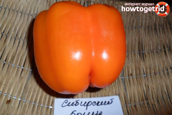 Pepper Siberian bonus