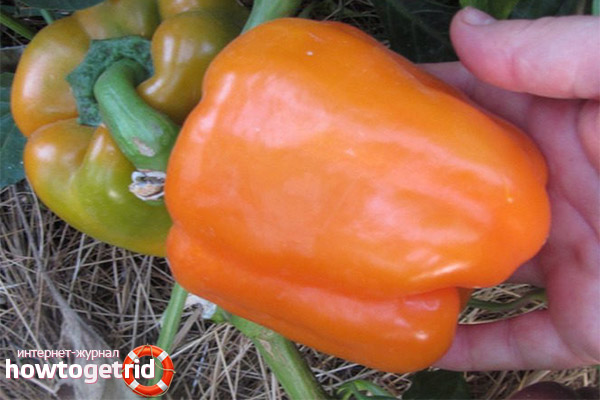 Pepper Care Siberian Bonus