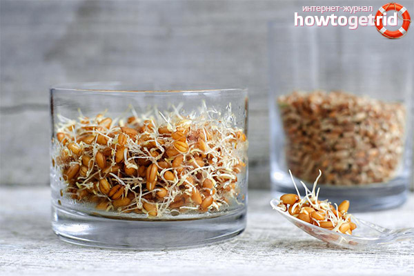 Storage conditions for germinated wheat